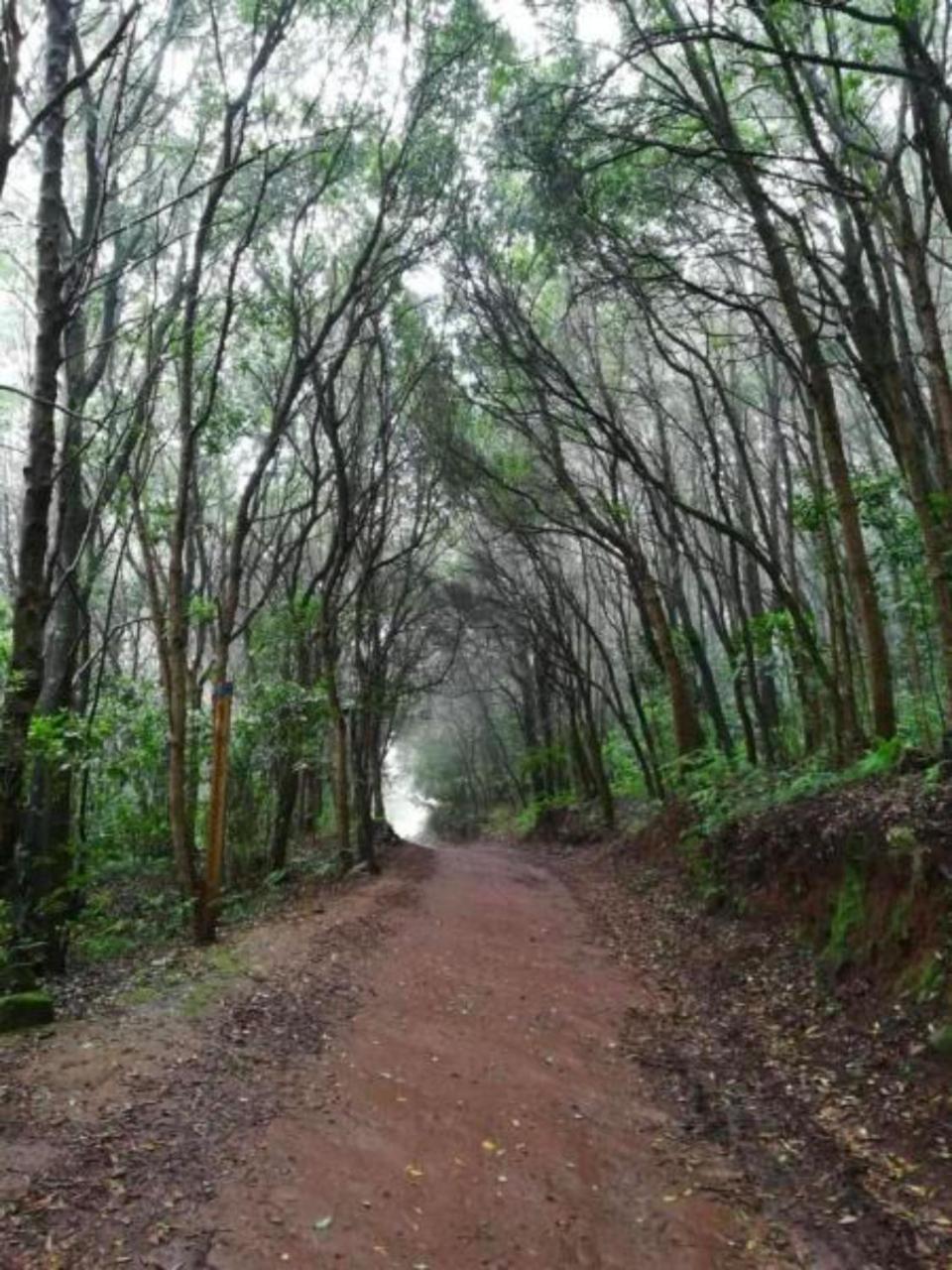 Ceiba * El Rosario (Tenerife)